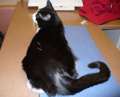 Cat receiving acupuncture