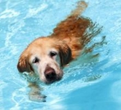 Hydrotherapy for Pets